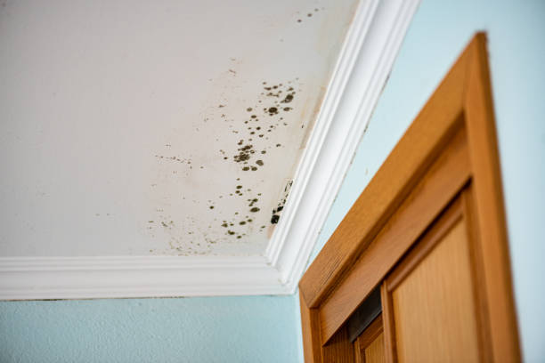 Professional Mold Removal in Selma, AL